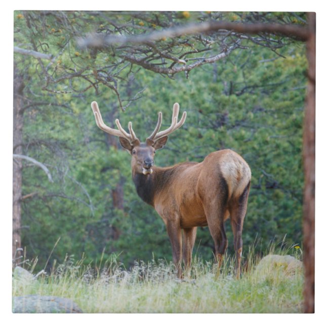 Carreau Un Elk regarde en arrière | Montagnes Rocheuses (Devant)