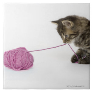 Carreau Un jeune jeu tigré de chaton
