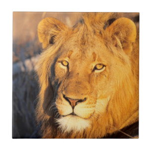 Carreau Un lion à crinière rouge regardant l'appareil phot