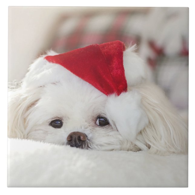 Carreau Un mignon chien blanc dans un Casquette de Noël ro (Devant)