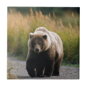 Carreau Un ours Brown marchant sur une traînée