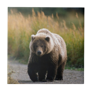 Carreau Un ours Brown marchant sur une traînée