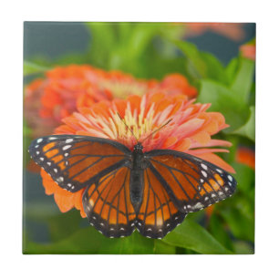 Carreau Un papillon Limenitis archippus sur des zinnias or