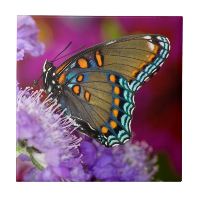 Carreau Un papillon swallowtail à épices (Devant)