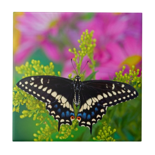 Carreau Un papillon swallowtail atterrissant (Devant)