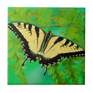 Carreau Un papillon swallowtail atterrissant