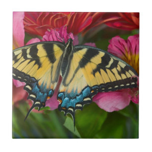 Carreau Un papillon swallowtail tigre