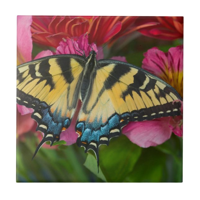 Carreau Un papillon swallowtail tigre (Devant)