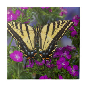 Carreau Un papillon vice-roi sur des fleurs rose foncé