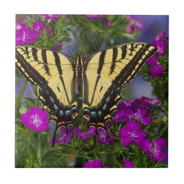 Carreau Un papillon vice-roi sur des fleurs rose foncé (Devant)