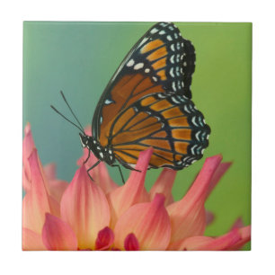 Carreau Un papillon vice-roi sur une zinnia