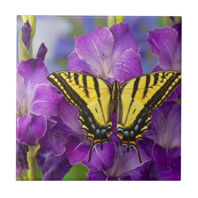 Carreau Un papillon viceroi sur des glaïeuls violets (Devant)