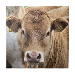 CARREAU UN PETIT CALF CUISINE