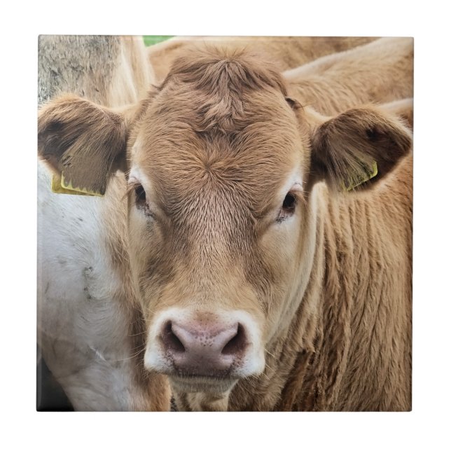 CARREAU UN PETIT CALF CUISINE (Devant)