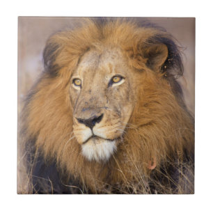 Carreau Un portrait d'un Lion regardant au loin