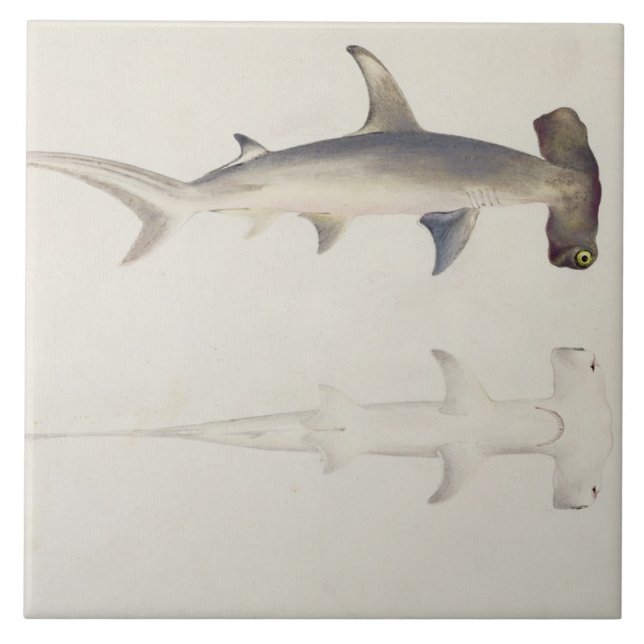 Carreau Un requin Marteau-dirigé, Loheia, autrefois (Devant)