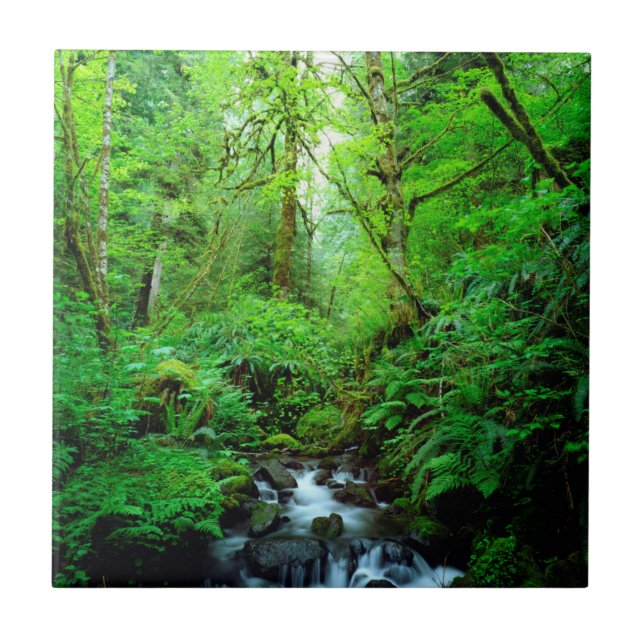 Carreau Un ruisseau dans une forêt ancienne (Devant)