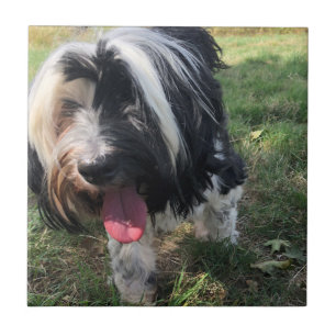 Carreau Un tuile en céramique de Terrier tibétain