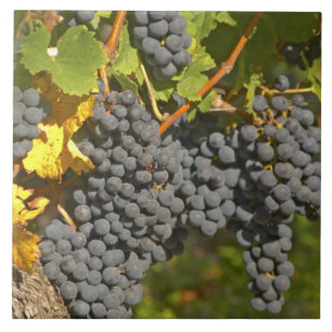 Carreau Un vignoble avec des grappes de raisin Merlot mûre