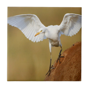 Carreau Une aigrette garzette (Bubulcus Ibis) descend