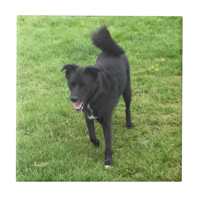Carreau Une étonnante dalle en céramique Husky/Lab Cross (Devant)