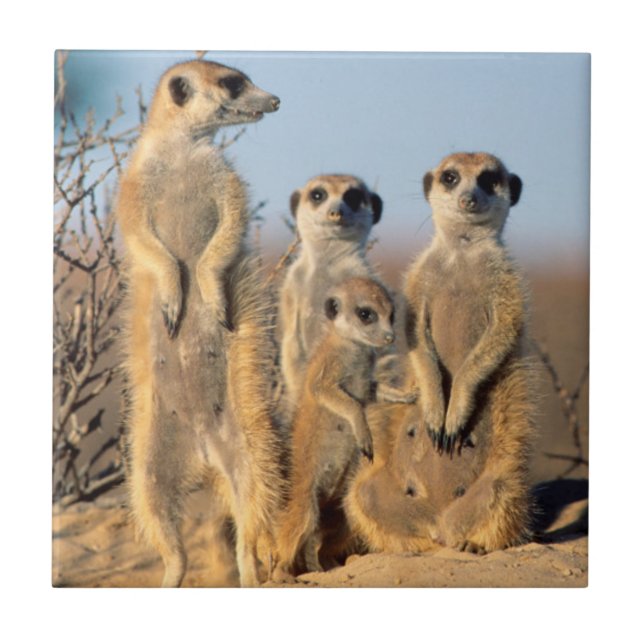 Carreau Une famille de suricates se chauffant au soleil à  (Devant)