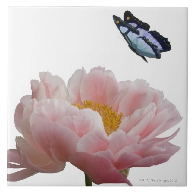 Carreau une grande pivoine rose est visitée par un éthéré (Devant)