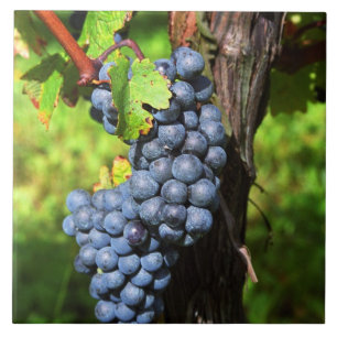 Carreau Une grappe de raisin Merlot mûr sur une vigne avec