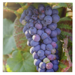 Carreau Une grappe de raisins Pinot Noir dans un Chamberti