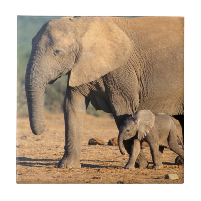Carreau Une mère éléphant d'Afrique et son petit en mouvem (Devant)
