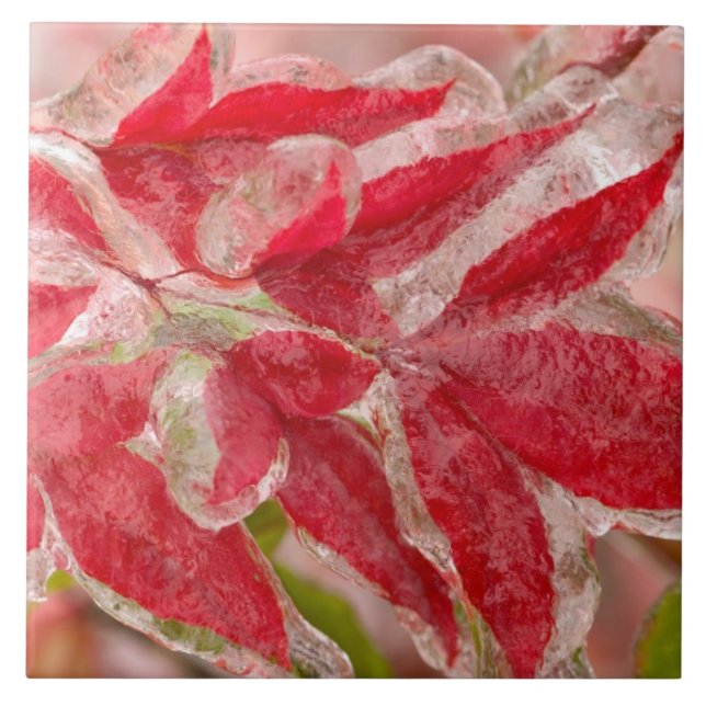 Carreau Une tempête de verglas qui s'est abattue sur les f (Devant)