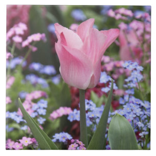 Carreau Une tulipe au Jardin du Luxembourg, Paris, France