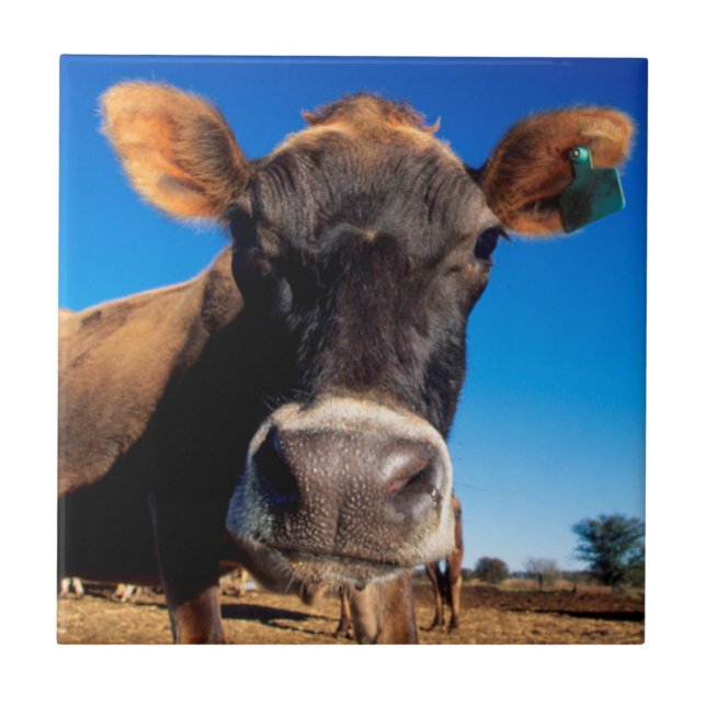 Carreau Une vache jersiaise curieuse (Devant)