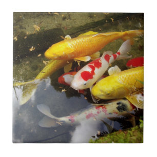 Carreau Une voie d'eau complètement des carpes japonaises