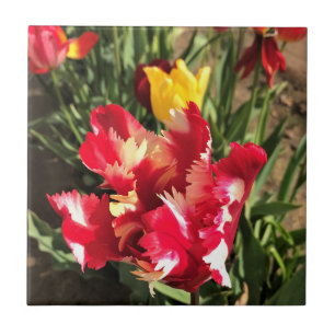 Carreau Unique Tulipe rouge et blanche
