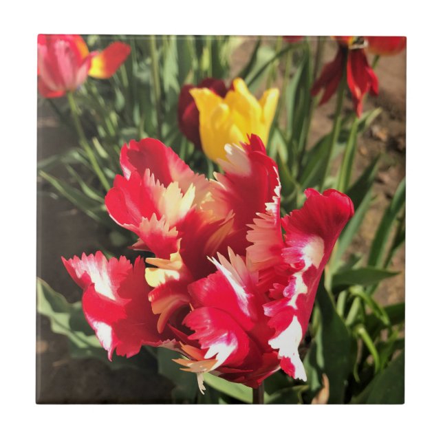Carreau Unique Tulipe rouge et blanche (Devant)