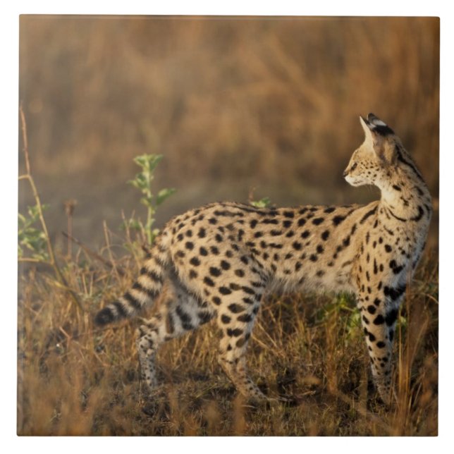 Carreau Upper Mara, réserve de gibier Masai Mara, Kenya, (Devant)