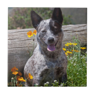 Carreau USA, Californie. Guérisseur du Queensland assis 2