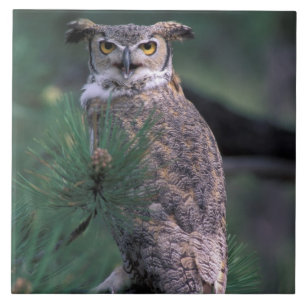 Carreau USA, CO, Colorado Springs. Chouette à grande corne