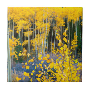 Carreau USA, Colorado. Bright Yellow Aspect Dans Rockies 2