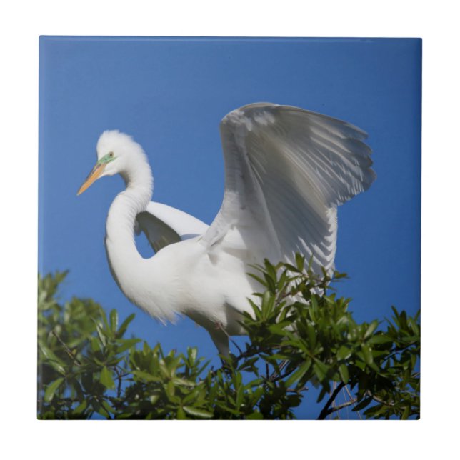 Carreau USA, Floride, St. Augustine, Aigrette (Devant)