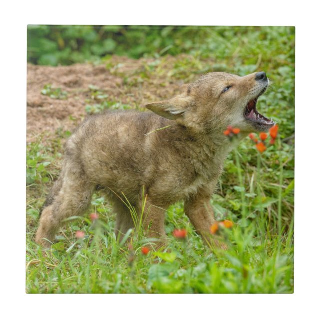 Carreau USA, Minnesota, Sandstone, Minnesota Wildlife (Devant)
