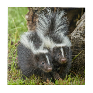 Carreau USA, Minnesota, Sandstone, Minnesota Wildlife