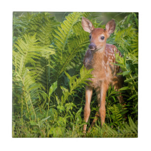 Carreau USA, Minnesota, Sandstone, Minnesota Wildlife 10