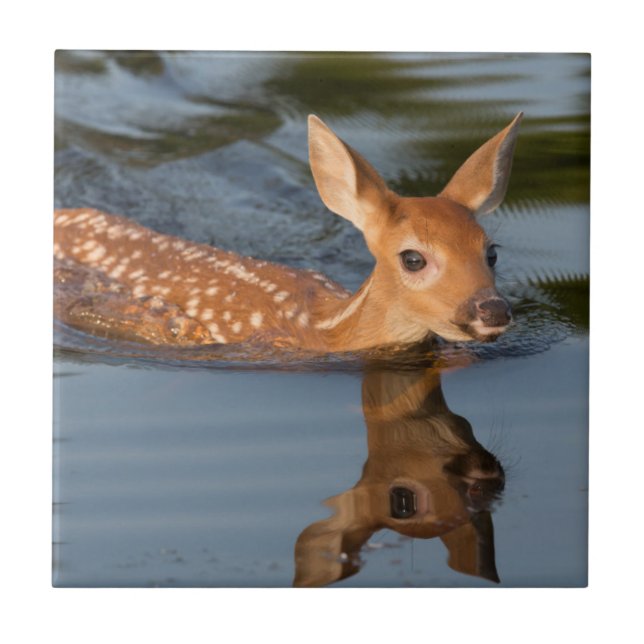 Carreau USA, Minnesota, Sandstone, Minnesota Wildlife 19 (Devant)