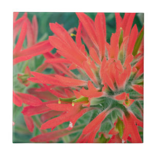 Carreau USA, Wyoming, Gros plan sur le pinceau du désert