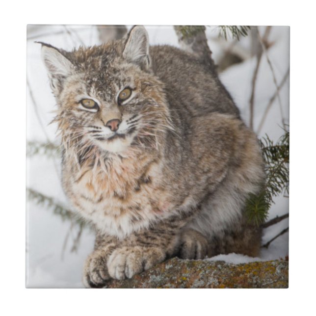 Carreau USA, Wyoming, Parc national de Yellowstone, Bobcat (Devant)