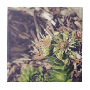 Carreau Usines de floraison de poule et de poussins