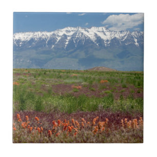 Carreau Utah, États-Unis. Le mont Timpanogos s'élève au-de