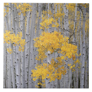 Carreau UTAH. ÉTATS-UNIS. Tremblaie (Populus tremuloides) 